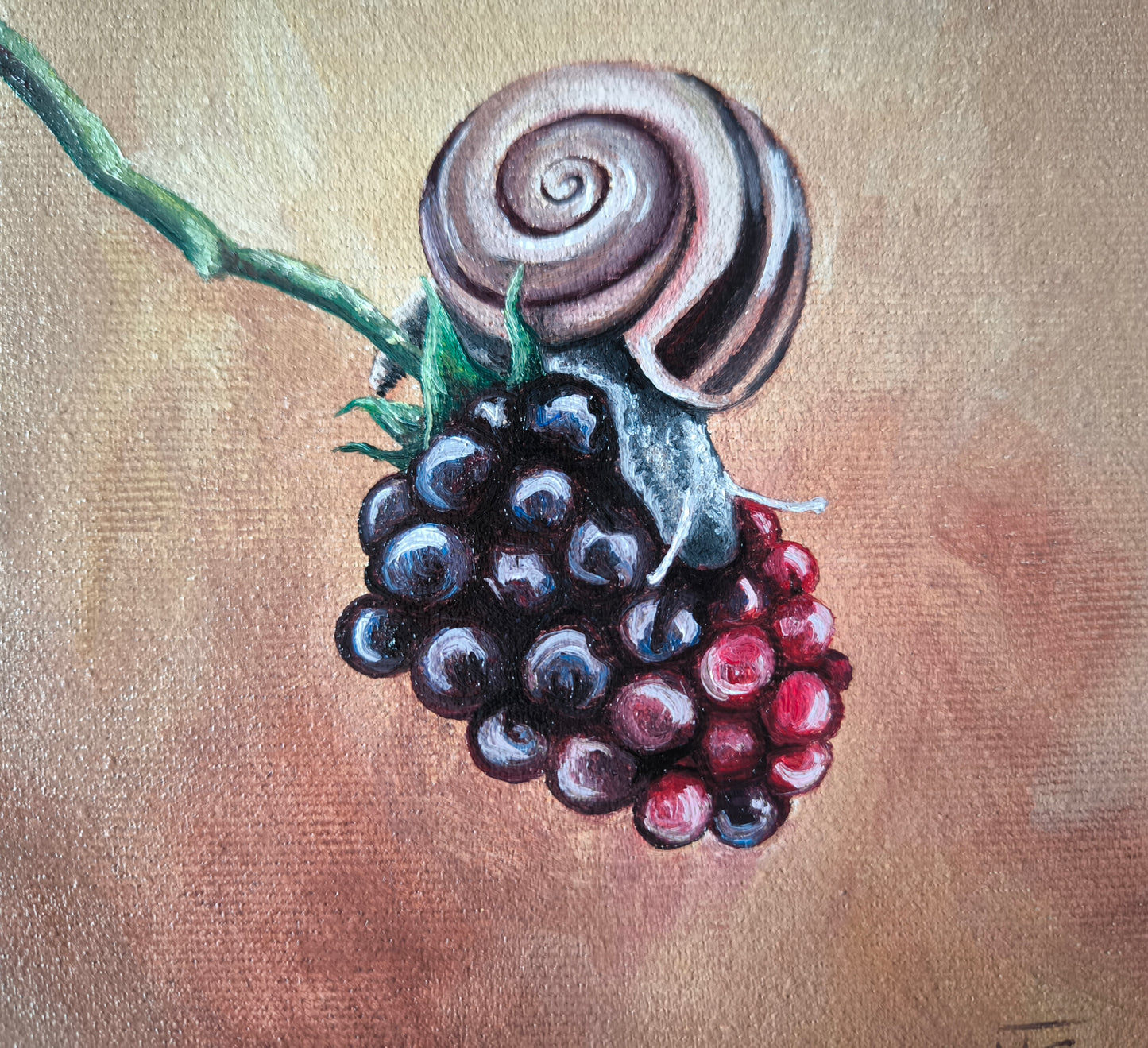 Schnecki´s Brombeere