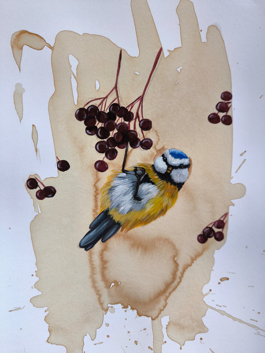 Blaumeise mit Beeren