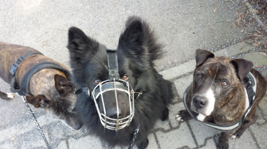 Listenhunde