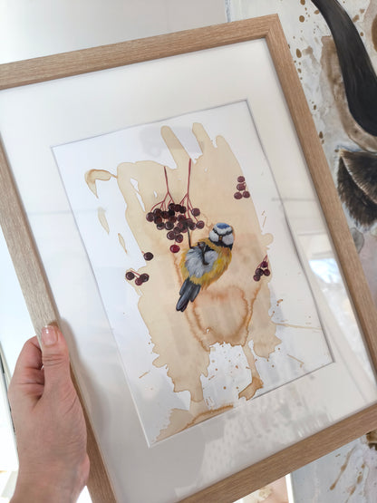 Blaumeise mit Beeren