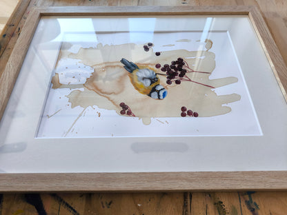 Blaumeise mit Beeren