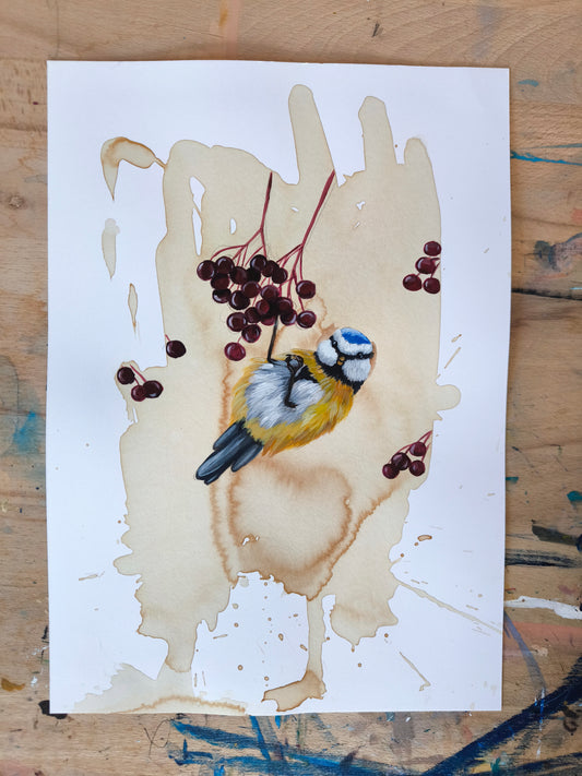 Blaumeise mit Beeren