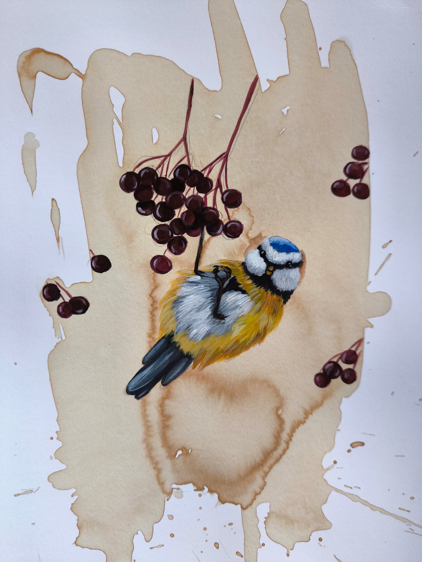 Blaumeise mit Beeren