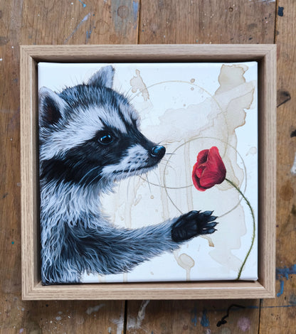 Verträumte Waschbär