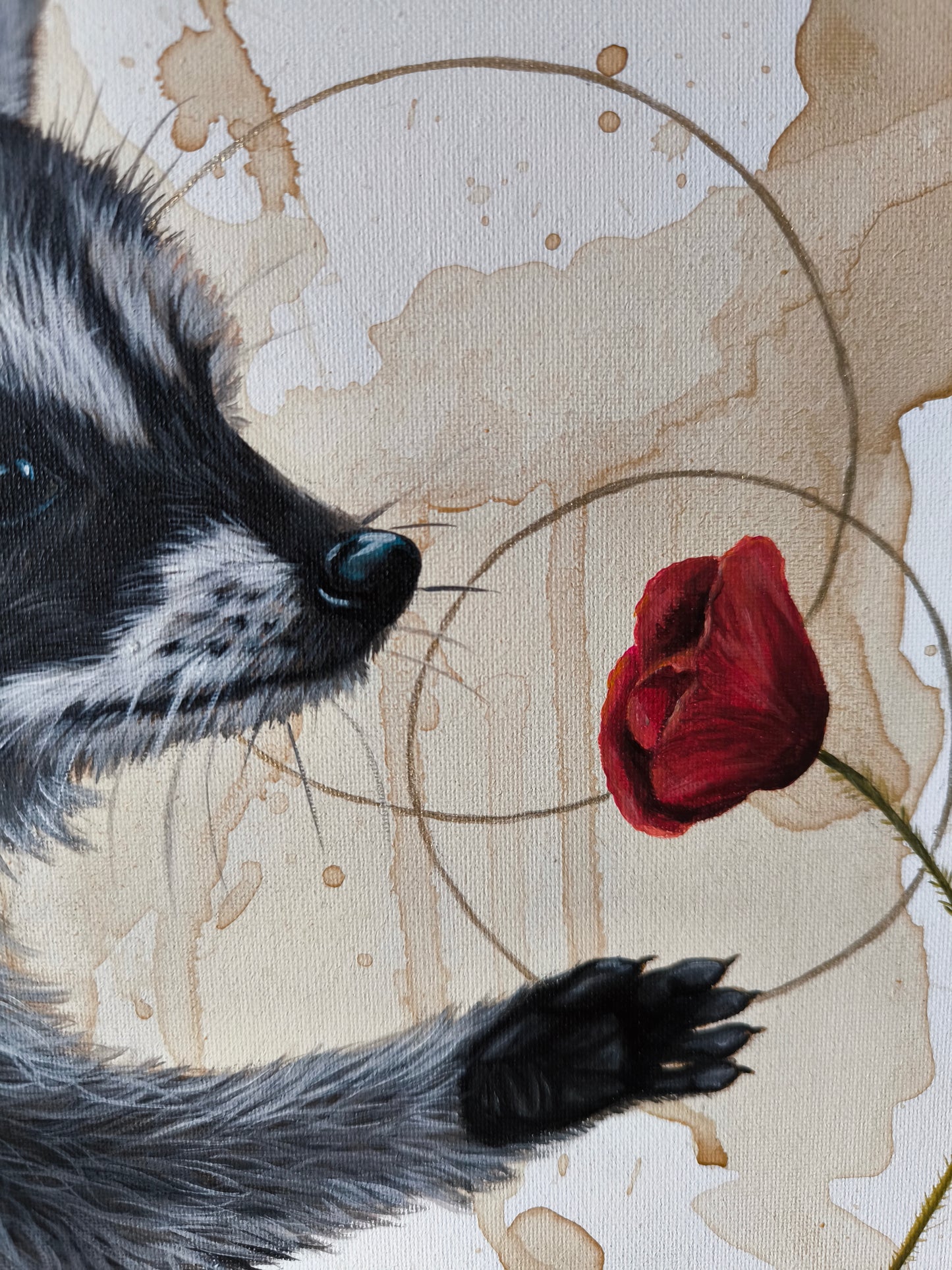 Verträumte Waschbär