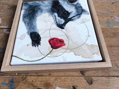 Verträumte Waschbär